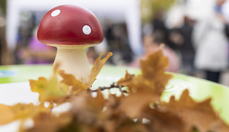 Programm Oktober Wiesenau
